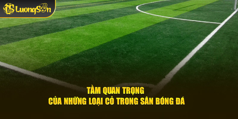 Tầm quan trọng của những loại cỏ trong sân bóng đá