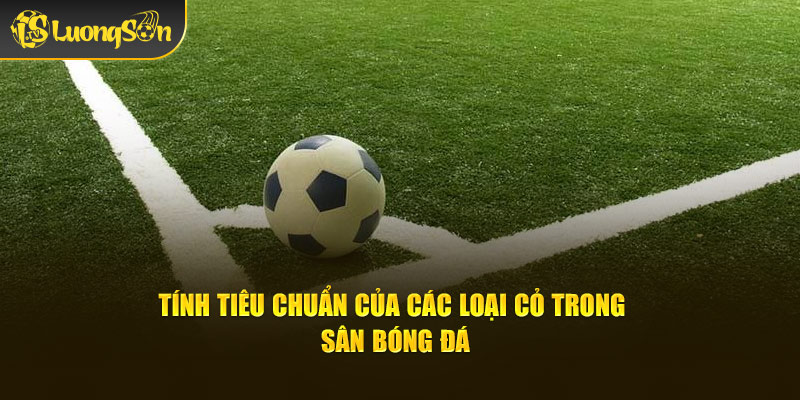 Tính tiêu chuẩn của các loại cỏ trong sân bóng đá